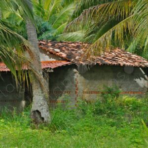 House with tiles among palm trees 1