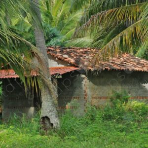 House with tiles among palm trees 2