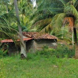 House with tiles among palm trees 3
