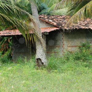 House with tiles among palm trees 4