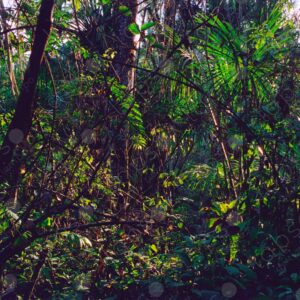 Inner jungle