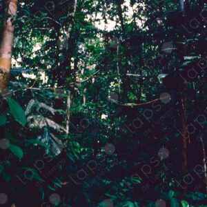 Inside the jungle 1