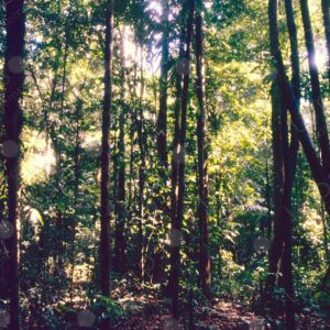 Inside the jungle 2