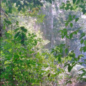 Jungle and stream