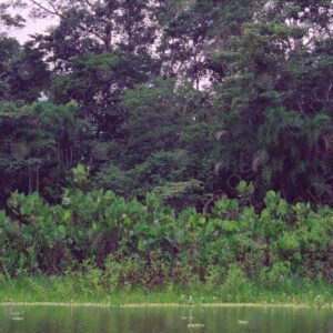 Jungle from Oje Lake 2