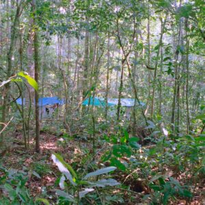 Jungle with mosquito net roofs in the distance 1