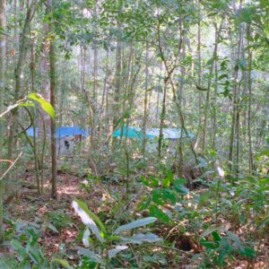 Jungle with mosquito net roofs in the distance 2