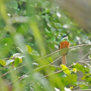 Kingfisher in the middle of the woods 1