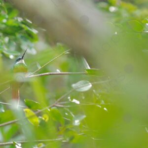 Kingfisher in the middle of the woods 2