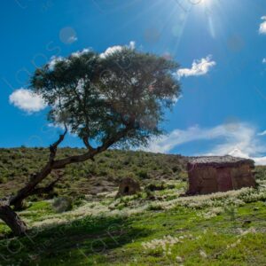 Landscape Mud House with Tree on the Hill 4