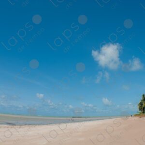 Landscape of beach sky and palm trees