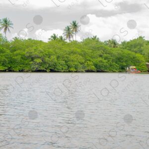 Landscape of river and mangroves