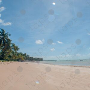 Landscape of sand sea and many palm trees