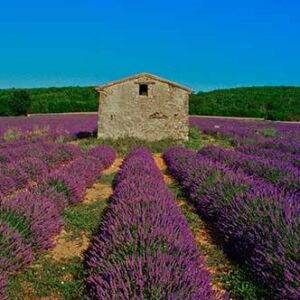 Landscape with lavender and a stone house, the Albion Plateau 4