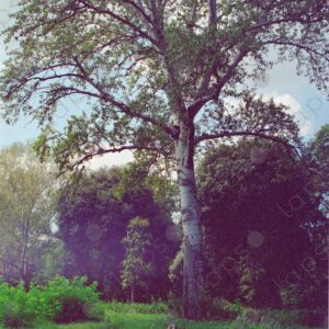 Landscape with tree, Tuscany, Florence