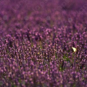 Lavender and butterfly, Sénanque Abbey