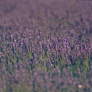 Lavender detail, Sénanque Abbey