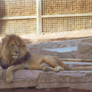 Lion at the Barcelona Zoo