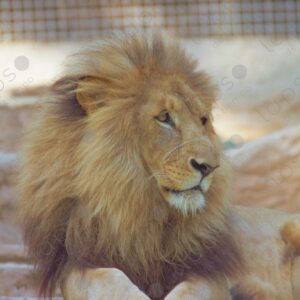 Lion detail Barcelona Zoo