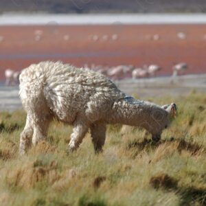Llama Grazing with Laguna Colorada