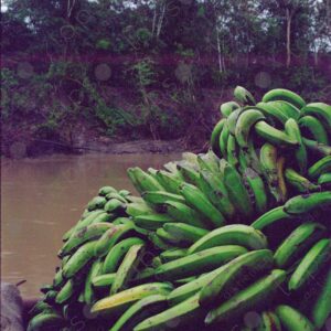 Loading green bananas onto the boat