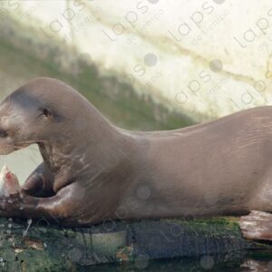 Locked otter