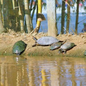Locked turtles