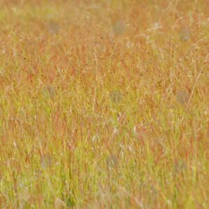 Long grass 1