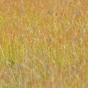 Long grass 2