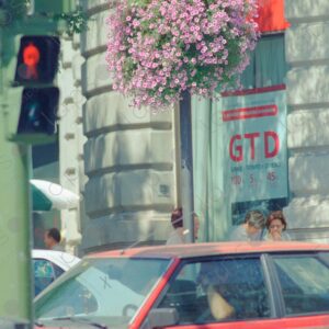 Madrid, pink begonias on the street