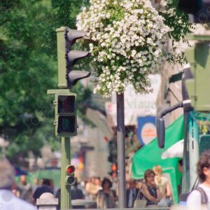 Madrid, white begonias on the street