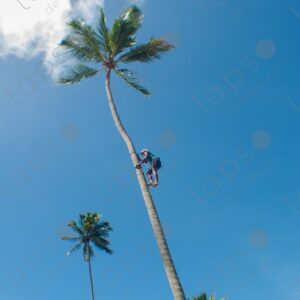 Man climbing a palm tree trunk 1