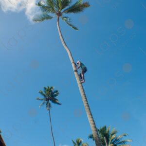 Man climbing a palm tree trunk 2