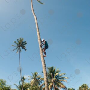 Man climbing a palm tree trunk 3