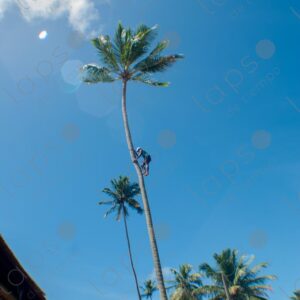 Man climbing a palm tree trunk 4
