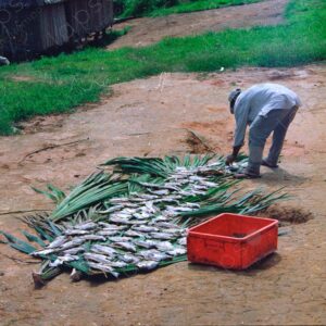 Man dries fish on palm leaves 3