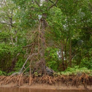 Mangrove forest landscape 1