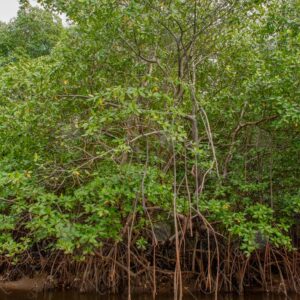 Mangrove forest landscape 2