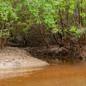 Mangrove forest river