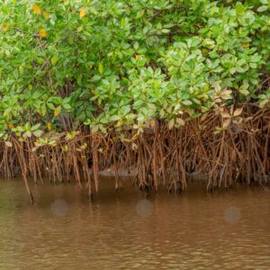 Mangroves and river