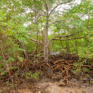 Mangroves