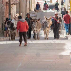 Men with donkeys on the streets of Tarabuco 1