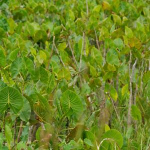 Montrichardia arborescens 1