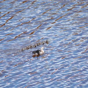 Mother Duck and Ducklings Swimming in the Lagoon 1