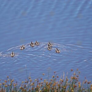 Mother Duck and Ducklings Swimming in the Lagoon 2