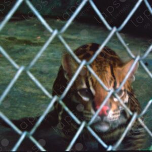 Ocelot behind bars