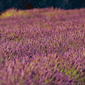 Lavender at the Abbey of Sénanque