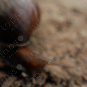 Out of focus snail with one eye in focus 1