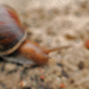 Out of focus snail with one eye in focus 2