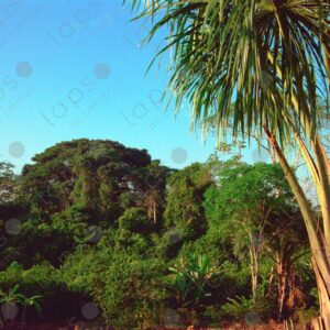 Outdoor jungle landscape 1